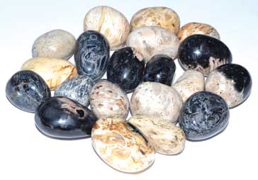 1 Lb Palam Root Fossil Tumbled Stones - Nakhti By Kali J.N.S