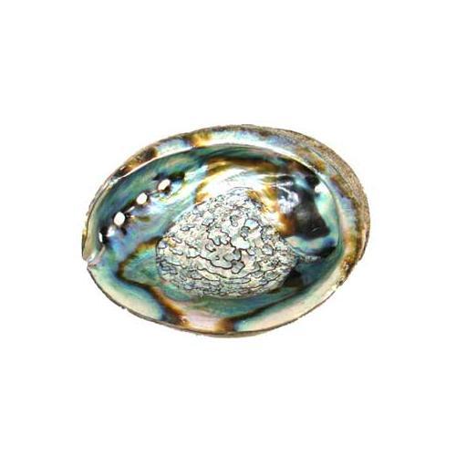 3" - 4" Abalone Shell Incense Burner - Nakhti By Kali J.N.S