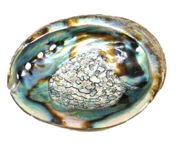 3" - 4" Abalone Shell Incense Burner - Nakhti By Kali J.N.S