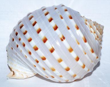 4" Tonna Tessalata Shell Incense Burner - Nakhti By Kali J.N.S