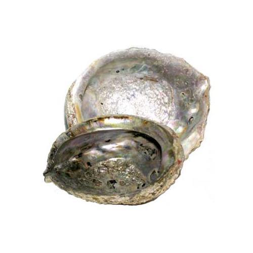 5"- 6" Abalone Shell Incense Burner - Nakhti By Kali J.N.S