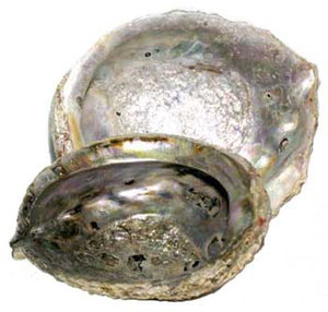5"- 6" Abalone Shell Incense Burner - Nakhti By Kali J.N.S