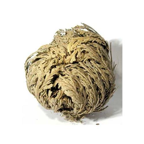 6 Pk Jericho Flowers (selaginella Lepidophylla) - Nakhti By Kali J.N.S