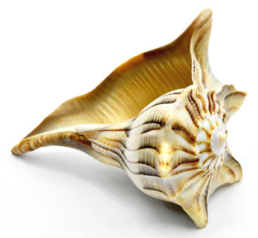 4-5" Tiger Dakshinavarti Whelks