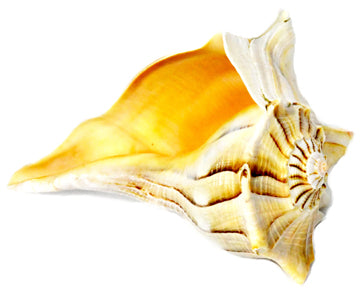 5-6" Goddess Lakshimi Conch Whelks