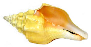 6-7" Vamavarti Shankha