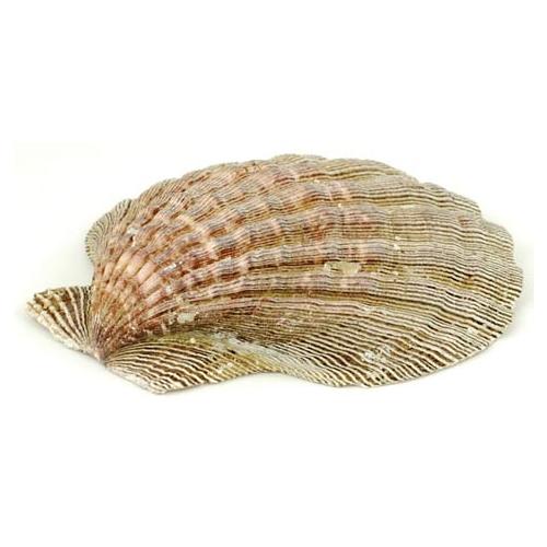 Lion Paw Shell Incense Burner