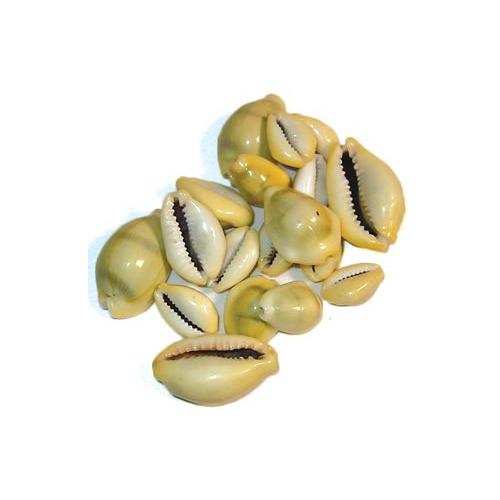 Cowrie Shells 18 Pcs
